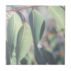 Carreau Feuilles d'Eucalyptus vert pâle