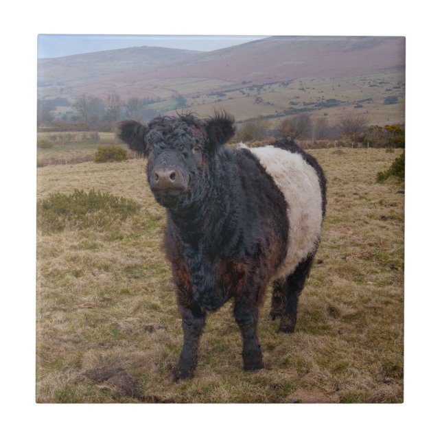 Carreau Fier debout de Galloway Belé sur Dartmoor (Devant)