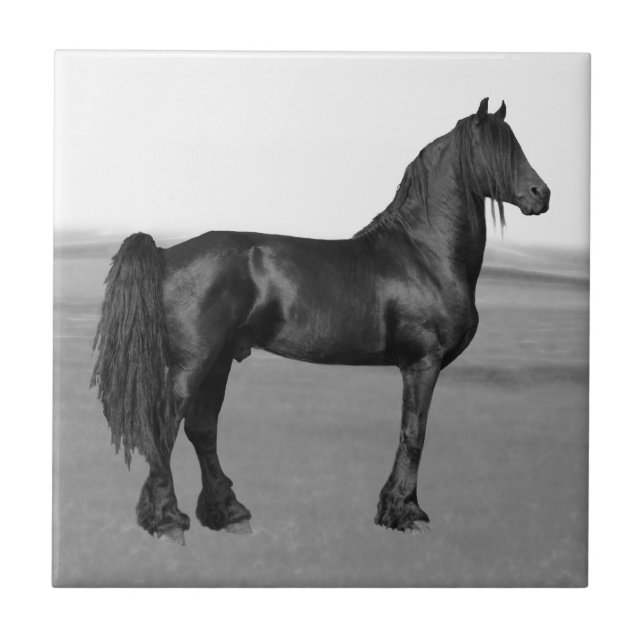 Carreau Fière Friesienne cheval d'étalon noir (Devant)