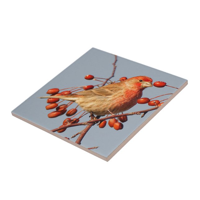 Carreau Finch de maison étonnant avec Berries Hawthorn (Côté)
