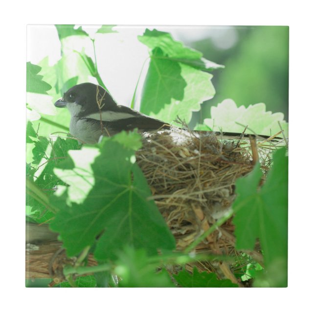 Carreau Fiskaal Laksman Fiscal Shrike Bird Nest (Devant)