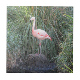 Carreau Flamant rose