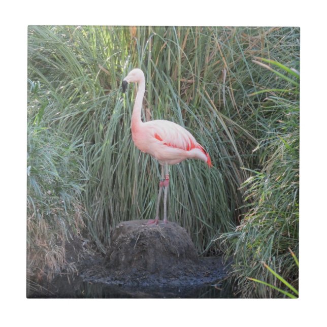 Carreau Flamant rose (Devant)