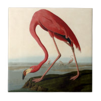 Flamant rose américain d'Audubon