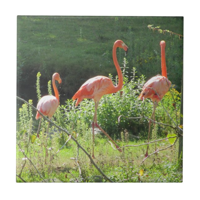 Carreau Flamants roses (Devant)
