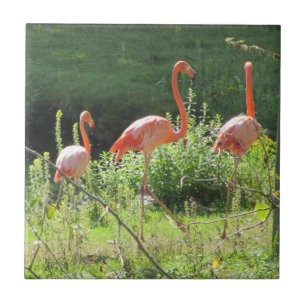 Carreau Flamants roses roses