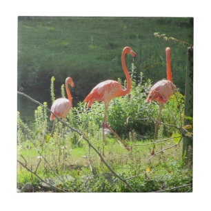 Carreau Flamants roses roses