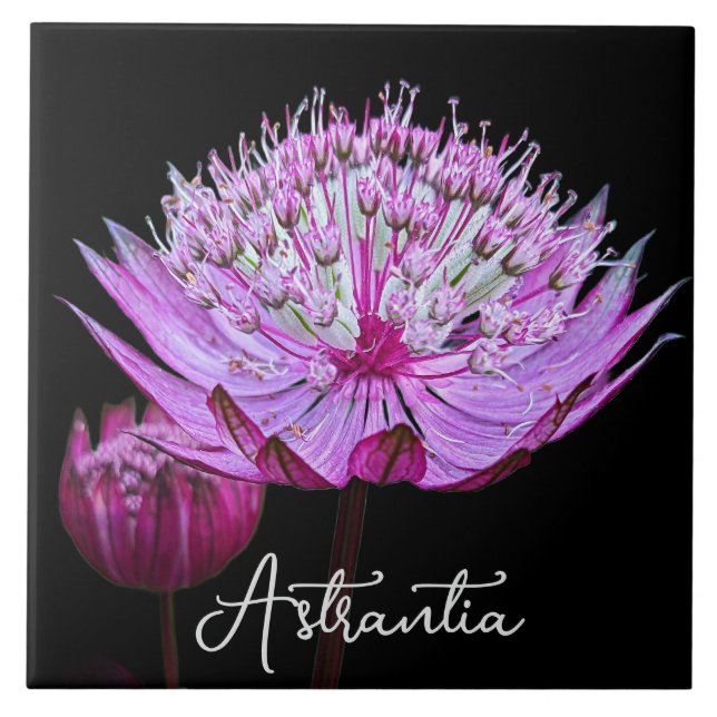 Carreau Fleur Astrantia rose sur floral Arrière - plan noi (Devant)