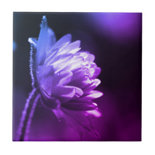 Carreau Fleur Au Soleil Noir Et Blanc Couleur Tint 