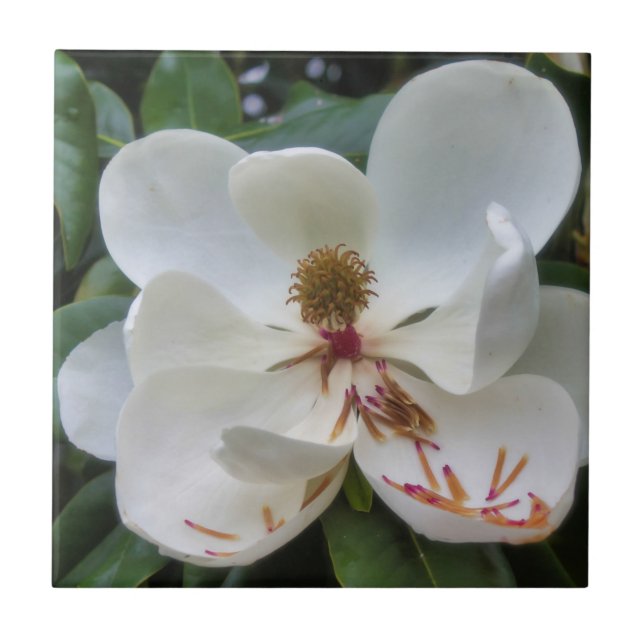Carreau Fleur blanche de magnolia (Devant)