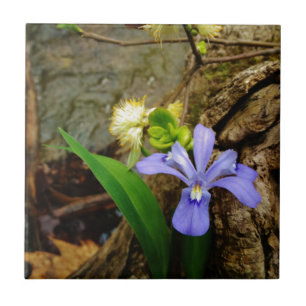 Carreau Fleur blanche pourpre bleu Iris