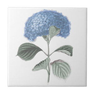 Carreau Fleur bleue renversante d'hortensia