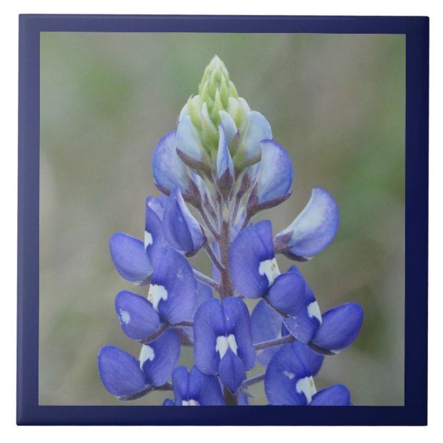 Carreau Fleur Bluebonnet simple (Devant)