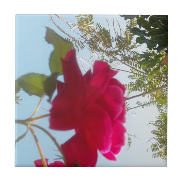 Carreau Fleur céleste : Un Rose contre le ciel (Devant)