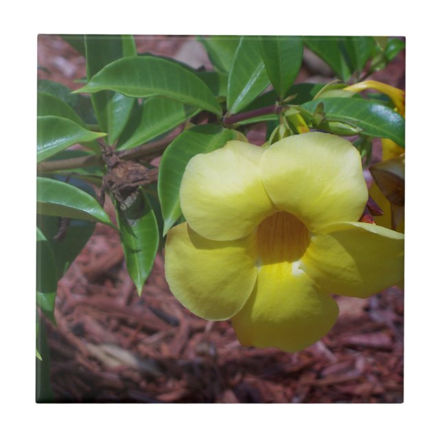 Carreau Fleur d'Alamanda jaune (Devant)