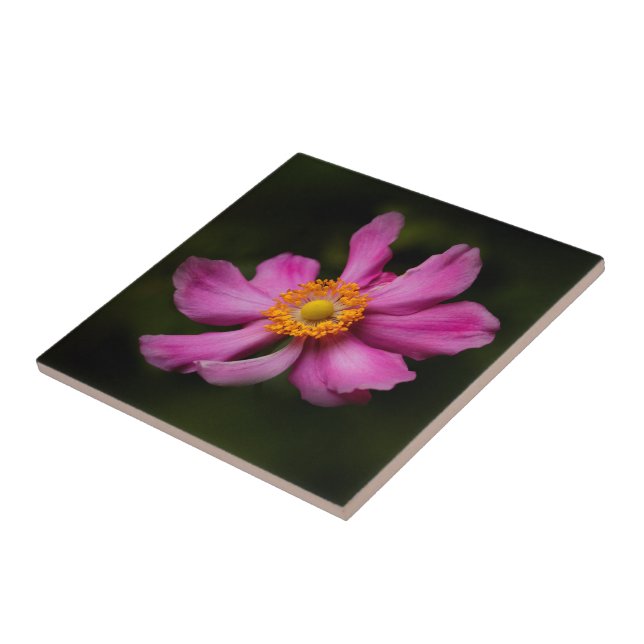 Carreau Fleur d'anémone japonaise rose superbe (Côté)