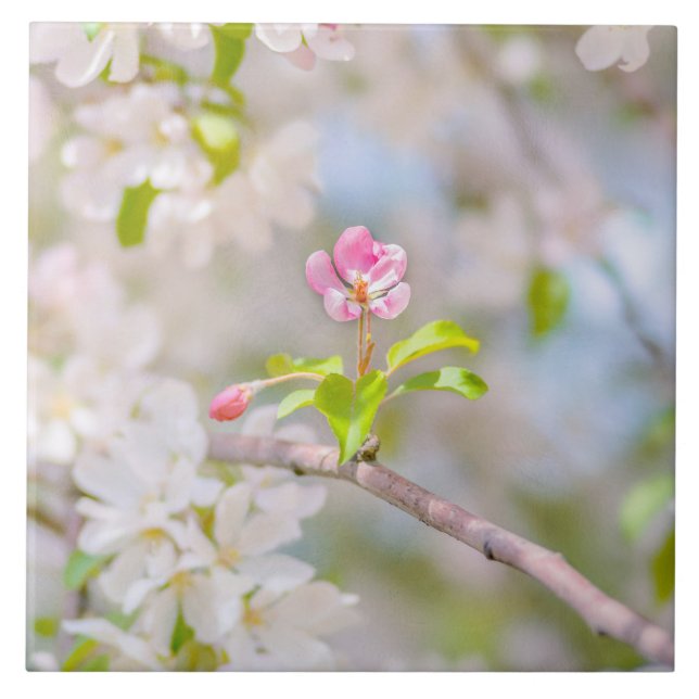 Carreau Fleur d'Apple - Beauté (Devant)