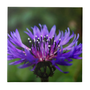 Carreau Fleur de Bleuet Fleurs de Bleuet Paix Amour Destin