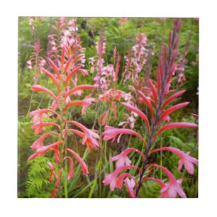 Carreau Fleur de Bugle Lily (Watsonia), Cap Est