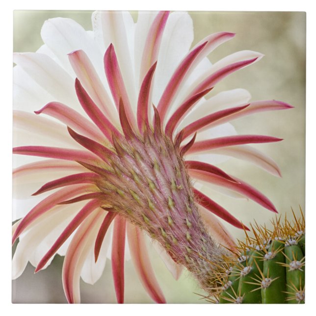 Carreau Fleur de cactus en fleur nocturne (Devant)