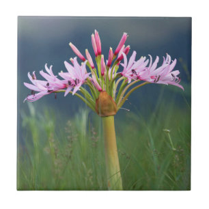 Carreau Fleur de candélabre (Brunsvigia Radulosa), Umgeni