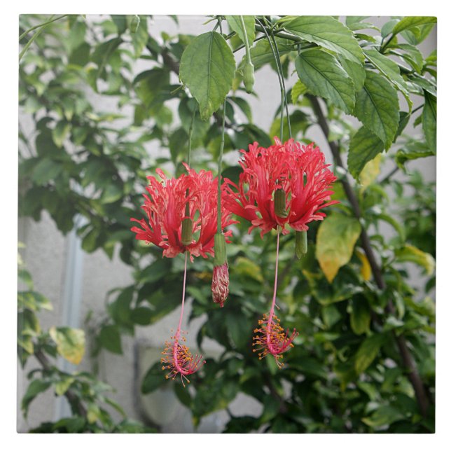 Carreau Fleur de corail frangée tropicale de ketmie (Devant)