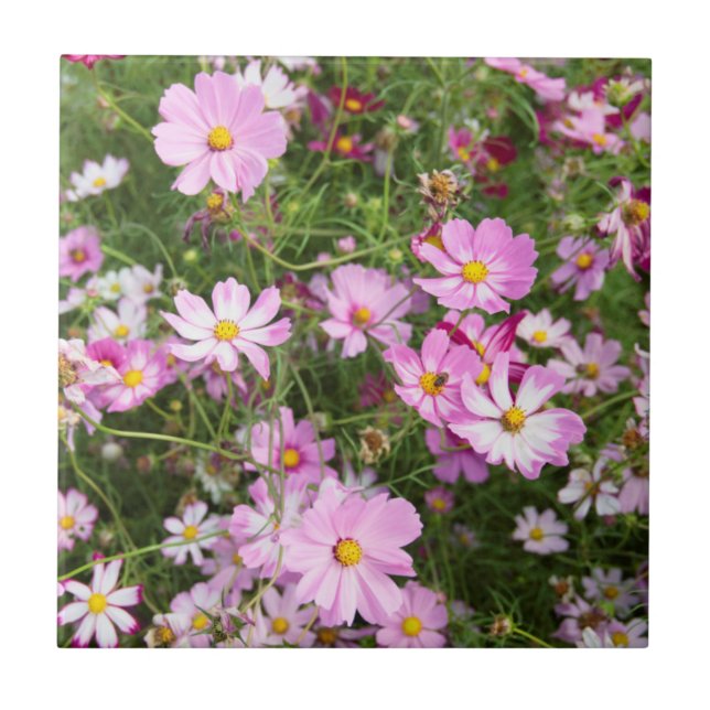 Carreau Fleur de Cosmos (Bidens Formosa). Kirkwood (Devant)