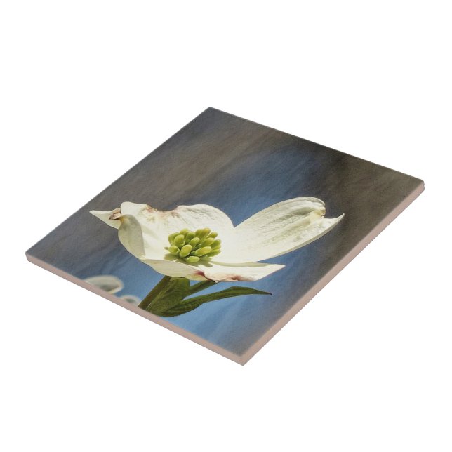 Carreau Fleur de Dogwood Blanc (Côté)
