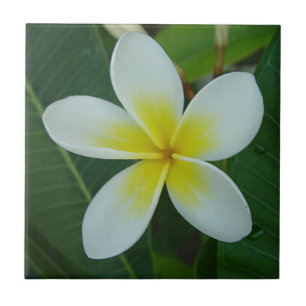 Carreau Fleur de Frangipani