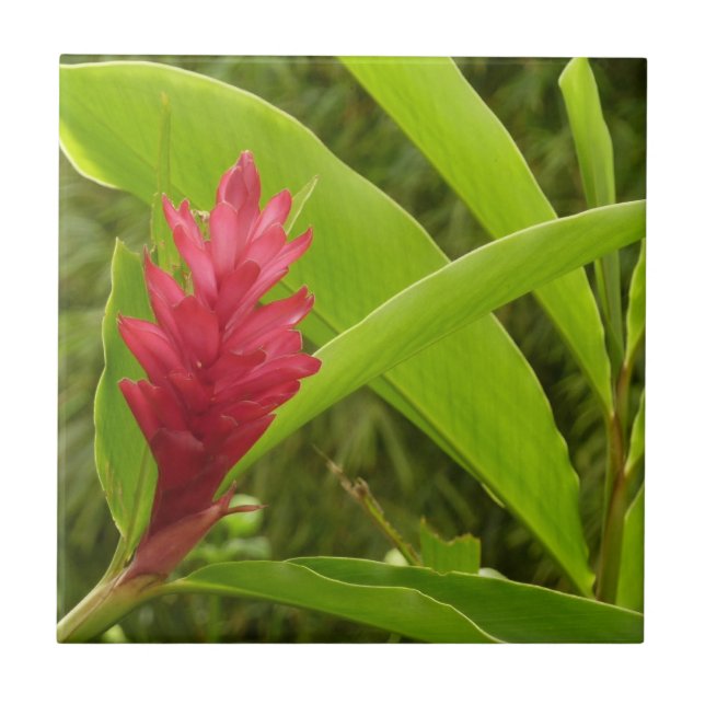 Carreau Fleur de gingembre rouge (Alpinia) tropicale (Devant)