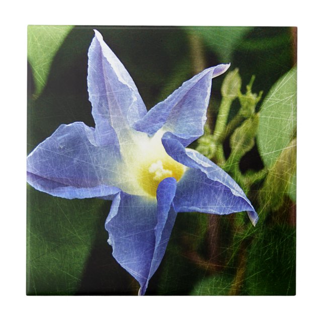 Carreau Fleur de la gloire du Matin bleu (Devant)