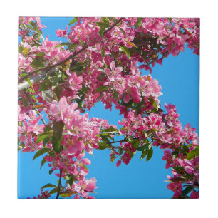 Carreau Fleur de l'arbre rose et ciel bleu