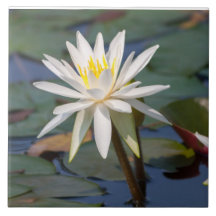 Fleur de lotus blanc
