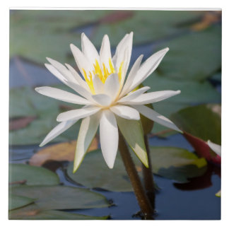 Carreau Fleur de lotus blanc