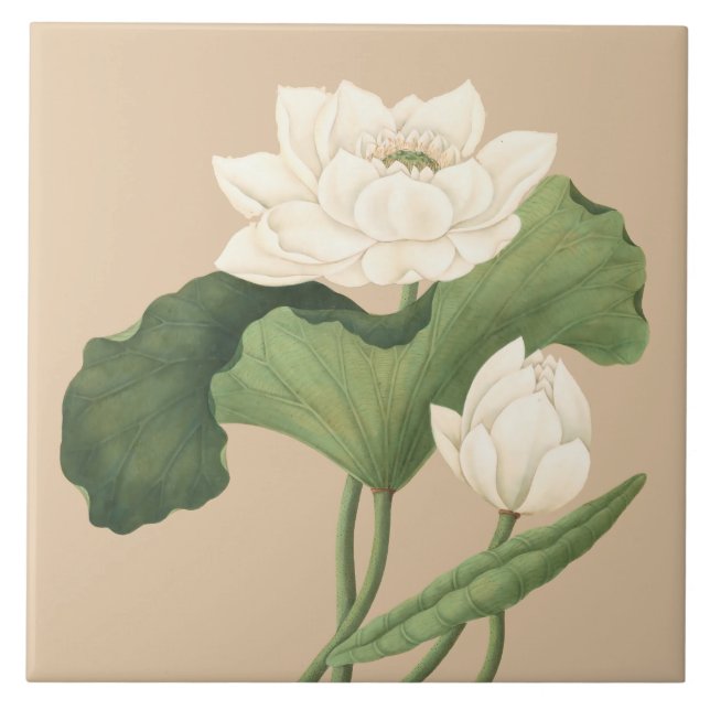 Carreau Fleur de Lotus de l'Art Botanique de l'Inde orient (Devant)