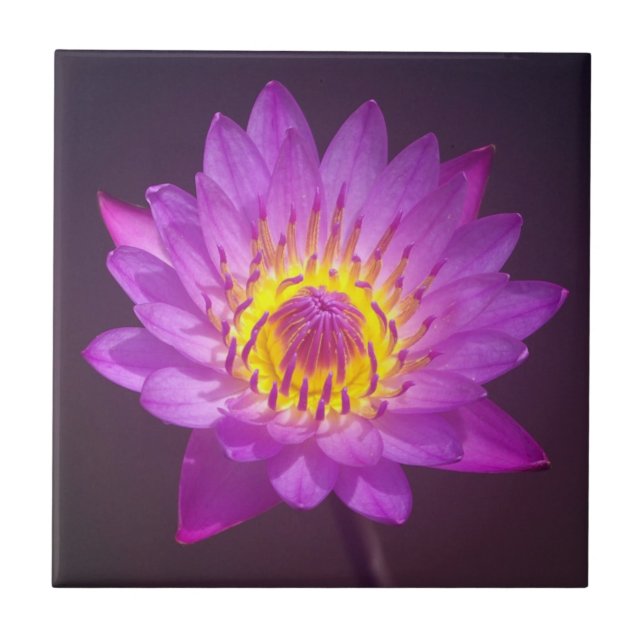 Carreau Fleur de Lotus pourpre (Devant)