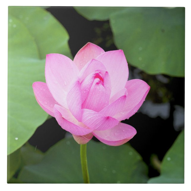 Carreau Fleur de lotus rose (Devant)