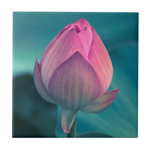Carreau Fleur de nénuphar de Lotus (Devant)