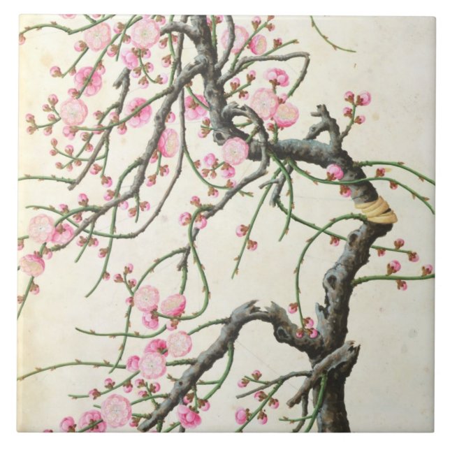 Carreau Fleur de pêche (couleur sur le papier) (Devant)