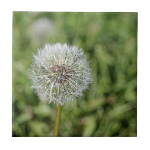 Carreau Fleur de pissenlit blanc sur herbe verte