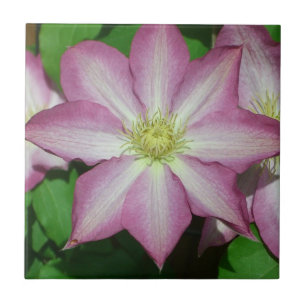 Carreau Fleur de printemps Clematis rose et blanc