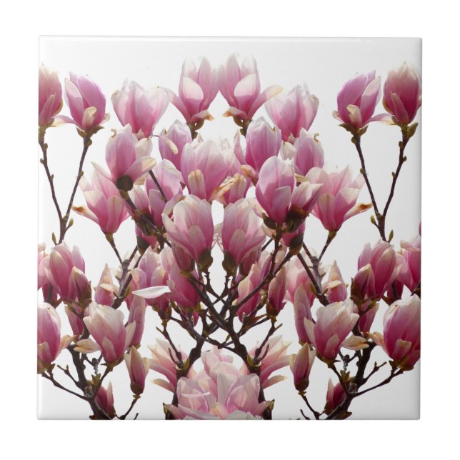 Carreau Fleur de printemps rose florissante Magnolias (Devant)