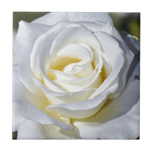 Carreau Fleur de rose blanche unique éclot