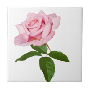 Carreau Fleur de rose de rose avec des baisses de rosée