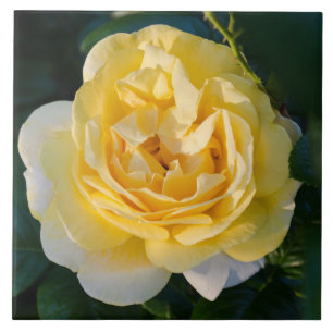 Carreau Fleur de rose jaune