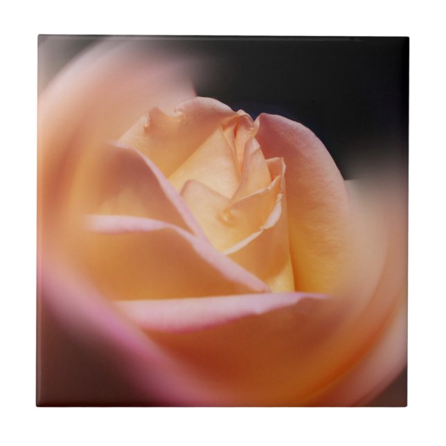Carreau Fleur de rose jaune superbe (Devant)