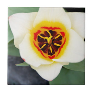 Carreau Fleur de tulipe
