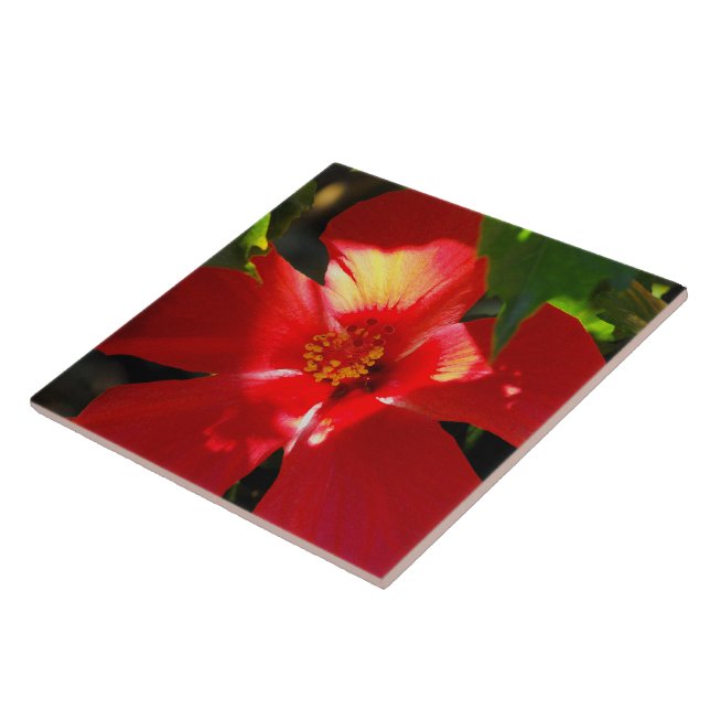 Carreau Fleur d'Hibiscus rouge au soleil (Côté)