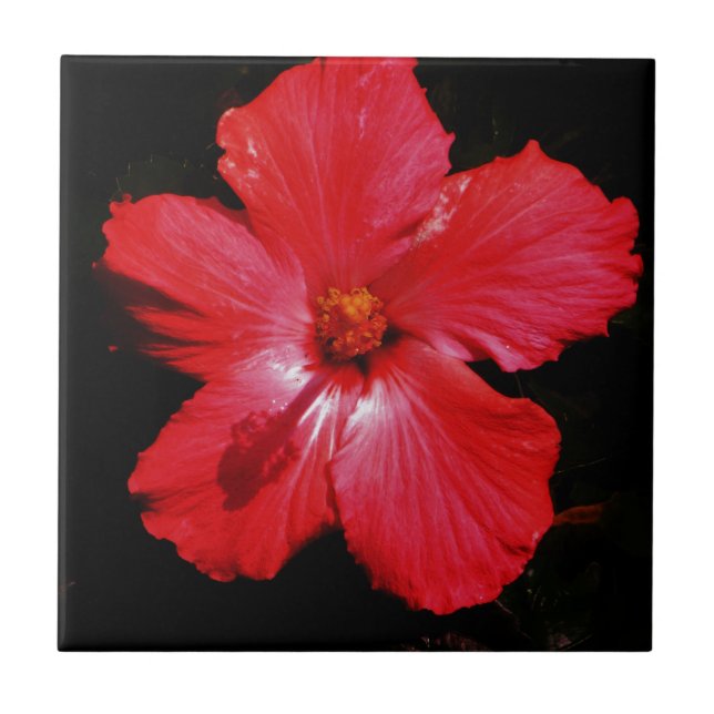 Carreau Fleur d'Hibiscus rouge rose chaud sur noir (Devant)