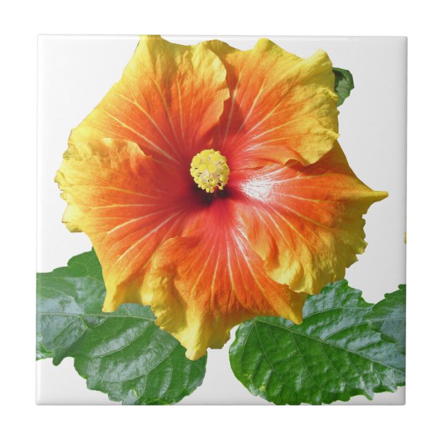 Carreau Fleur d'Hibiscus tropical (Devant)